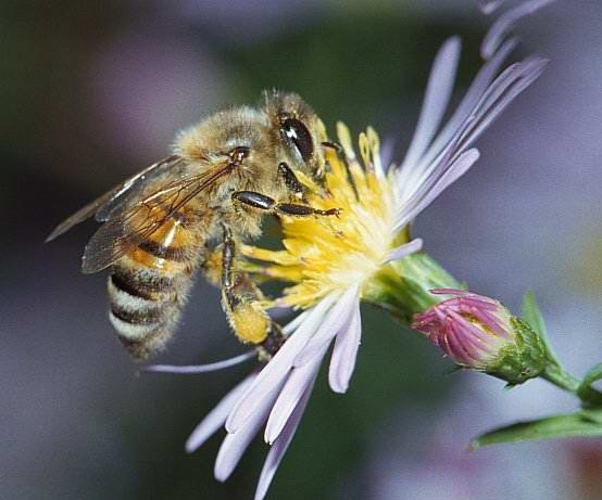 6 فوائد لعسل المانوكا